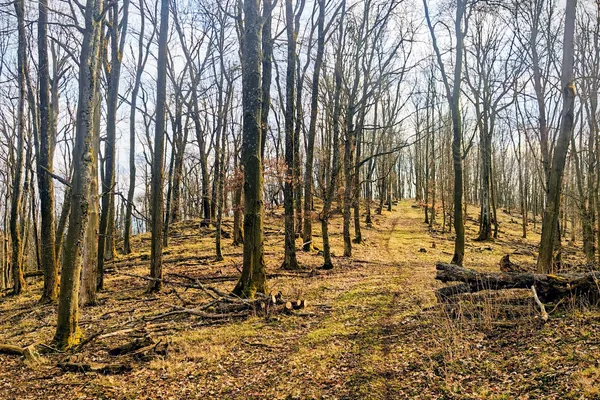 Sunlit forest track through leafless beech woods on Říčej.