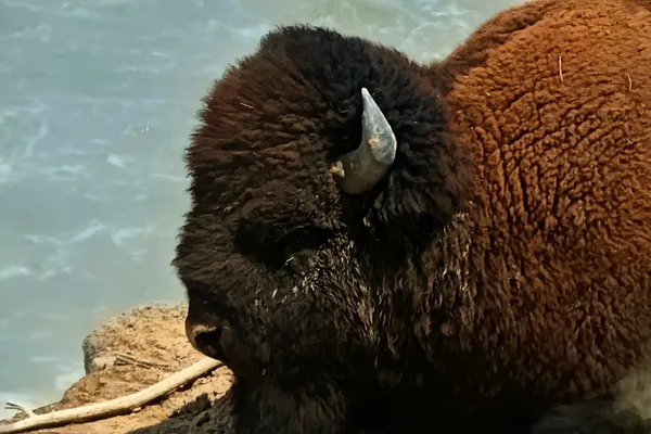 Close side view of a shaggy American bison with a curved horn and dark eye.
